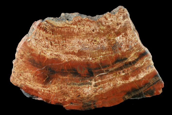 Polished, Red/Black Petrified Wood (Araucarioxylon) - Arizona #159717